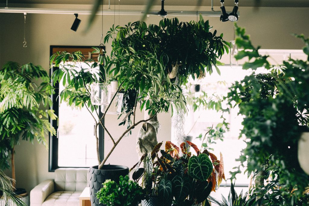 植物に囲まれたロクメイベイクスの店内